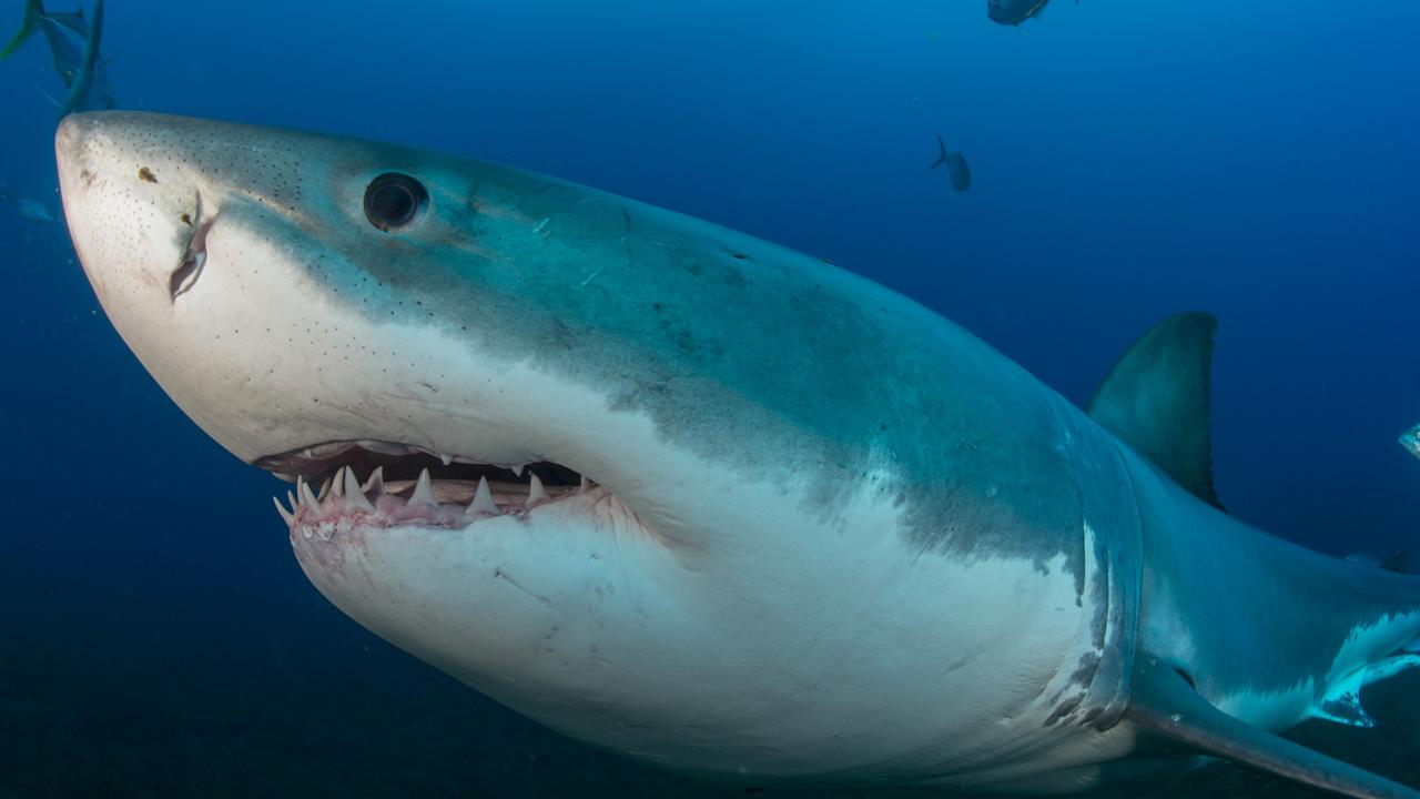 Sa Shark Sightings Dropped At Beaches In 2019 