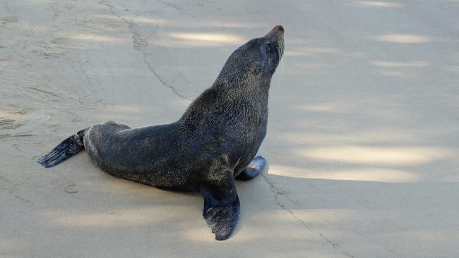 This Long-nosed Fur Seal which has made Ettalong its home for the week. July 2018