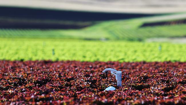 A hi-tech sensor among the lettuce at Houston's Farm in Richmond.