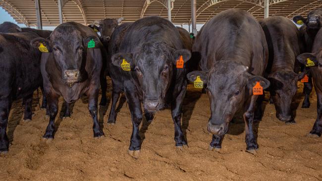 Cattle at Mayura Station near Millicent. Picture: Ben Clark