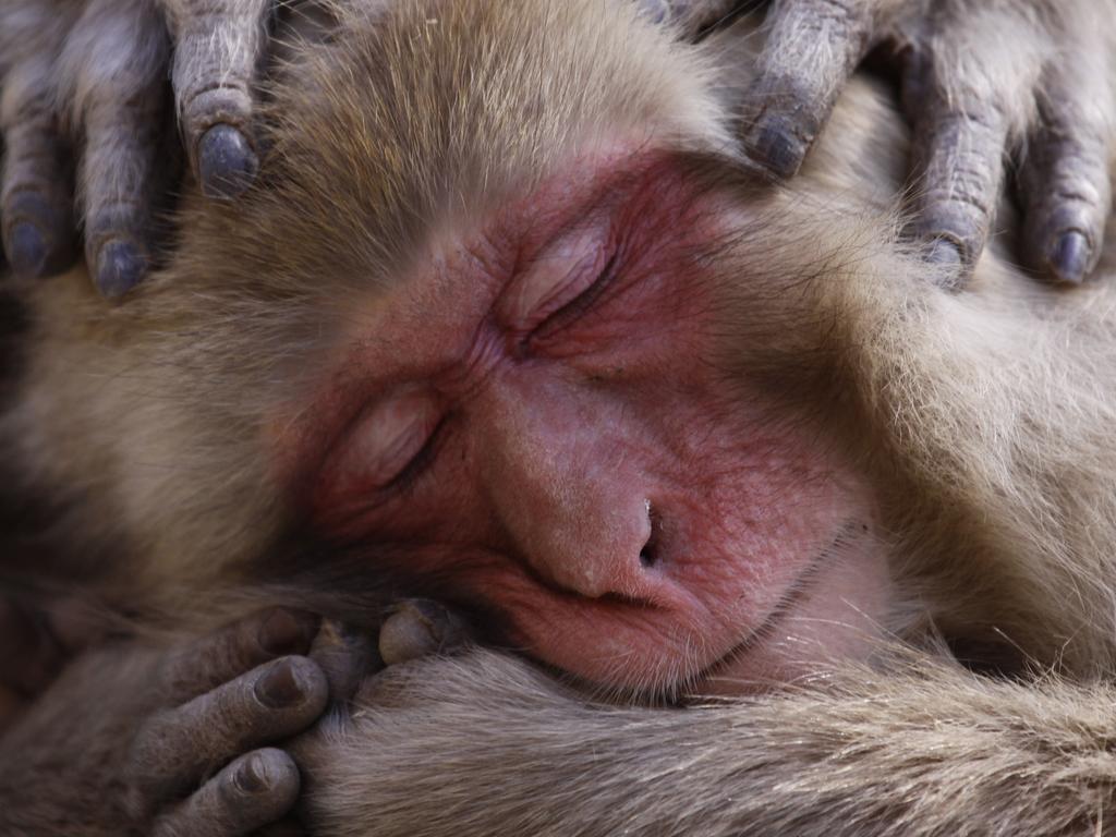 Photo by Lance McMillan / National Geographic Nature Photographer of the Year contest Macaque Maintenance A macaque being groomed at the Jigokudani snow monkey park in Japan. The Jigokudani snow monkey park has become a major tourist hot spot, attracting visitors from all over the world hoping to get a glimpse of these amazing creatures huddled together in hot springs. But because of the warmer than usual weather during this time, the macaques were frequently found lazing about on some nearby rocks instead of spending much of their time keeping warm in hot springs.