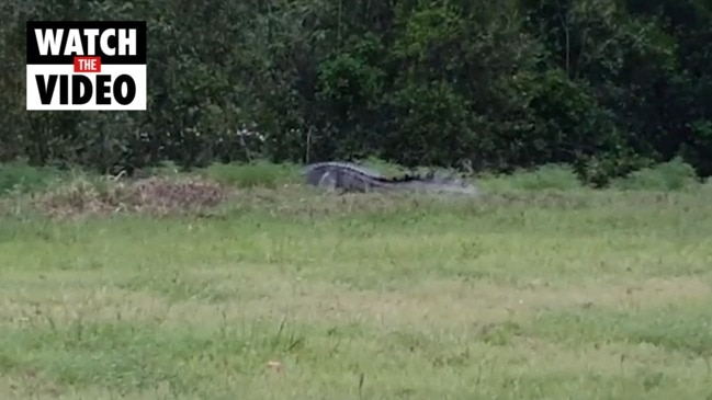 Huge croc spotted in Kakadu carpark