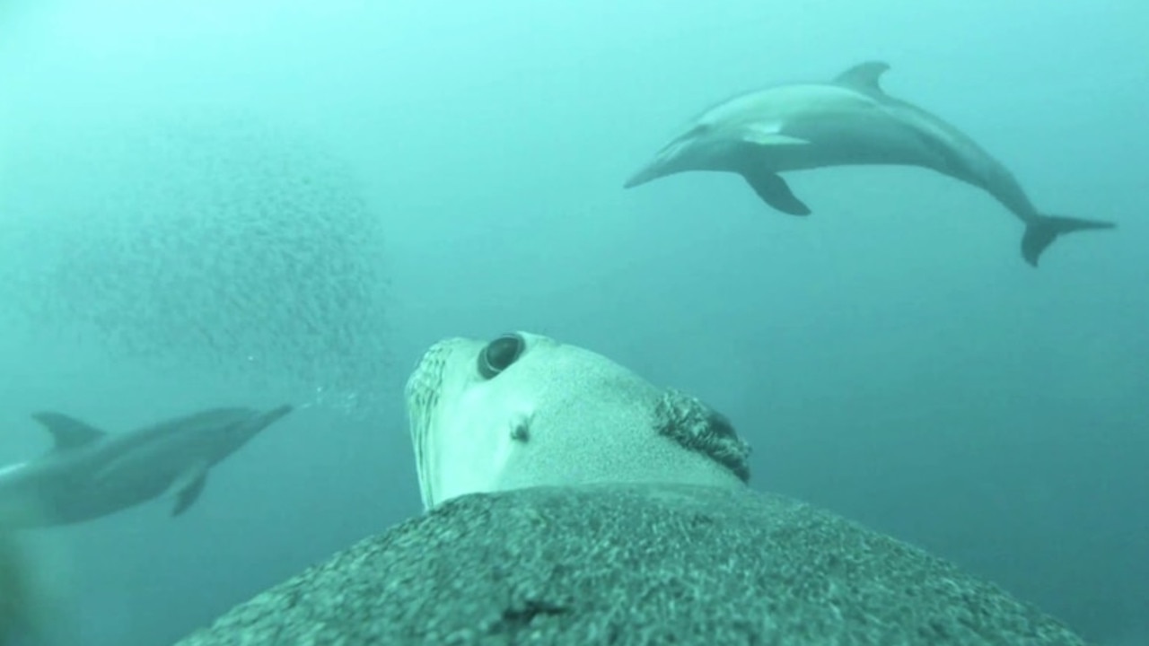 One female sea lion cruised through a group of dolphins. Picture: SARDI/NESP Marine and Coastal Hub