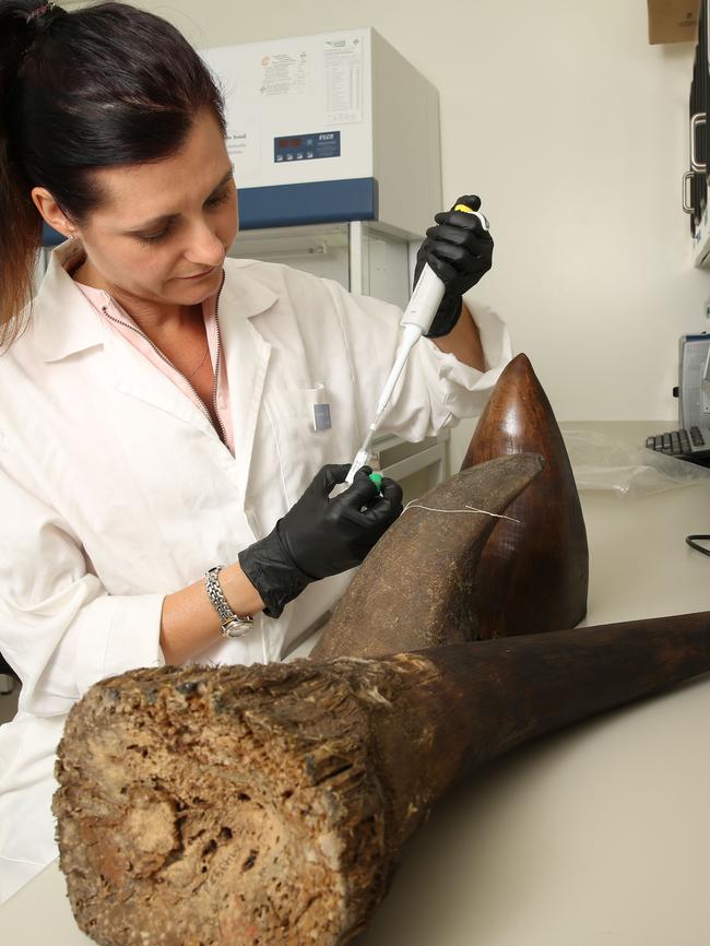 Dr Johnson with rhino horn samples. Picture: Damian Shaw