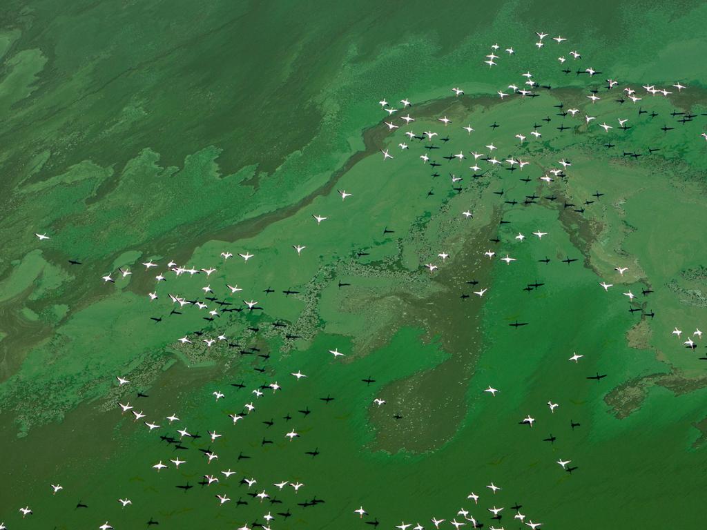 Flamingos on Lake Bogoria in South Africa during the time when Algae bloom, which colours the surface of the lake to an intense green. Picture: Michael Poliza/Caters News