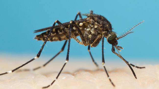 The mosquitoes plaguing Coast suburbs are primarily the saltmarsh mosquito, Aedes vigilax. 