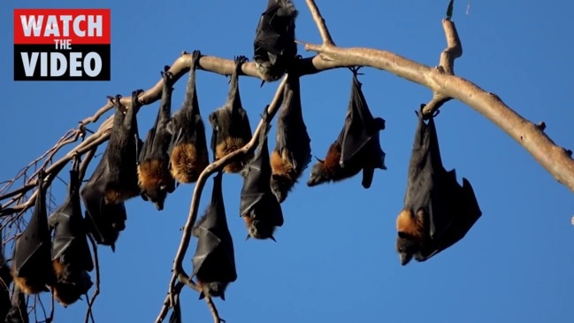 flying fox bat next to human