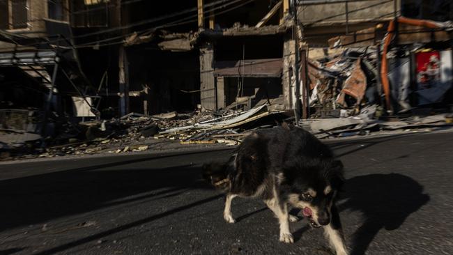 A dog roams the street near a residential building damaged by an Israeli strike in Tyre, Lebanon. Picture: Getty