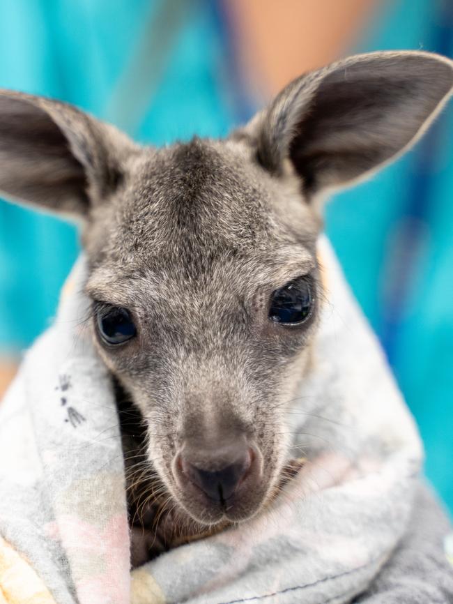 This little wallaroo is in care at the Wildlife Hospital.