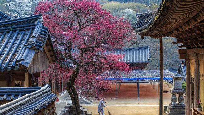 South Korea travel: Why this is the next hot spot for Aussies | escape ...