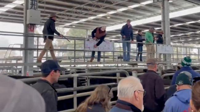Yea livestock agents sell the first two pens of steers at the May store cattle sale.