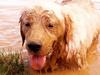 Why this is the web’s most popular dog