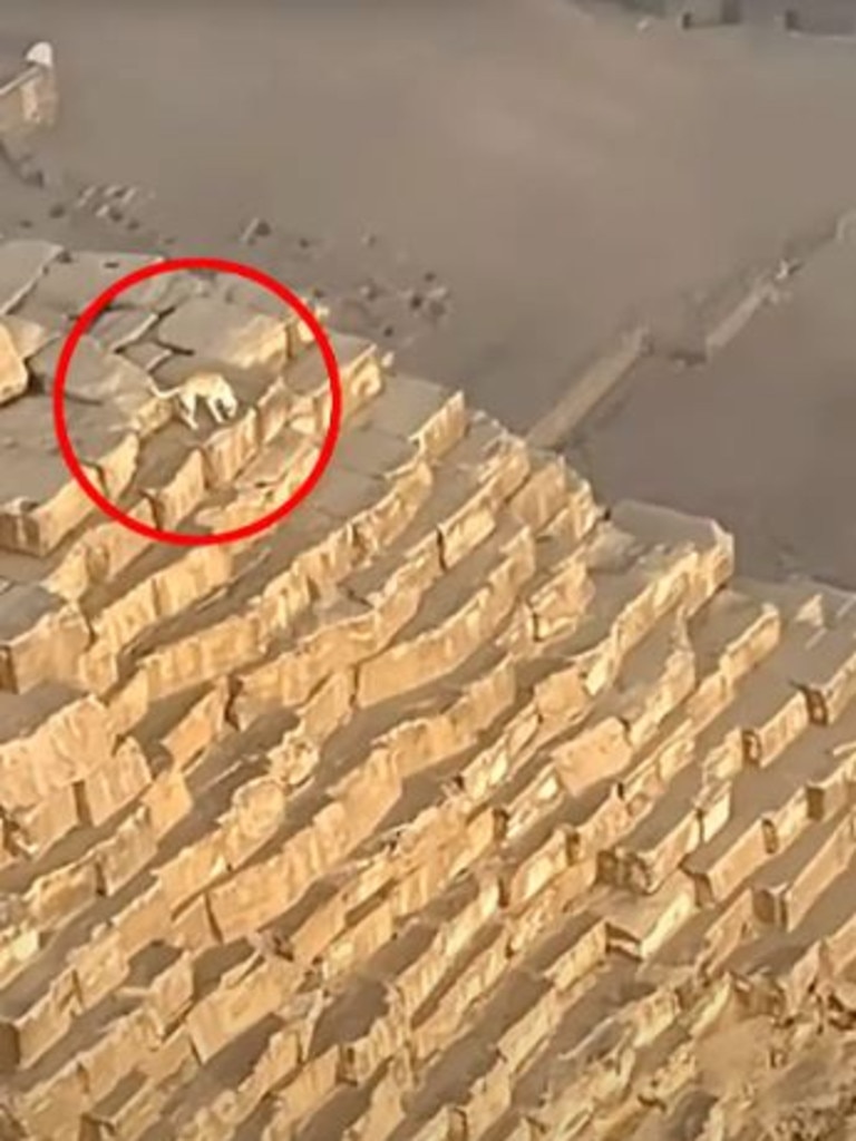 A dog was spotted having his day atop Egypt’s Great Pyramid of Giza.