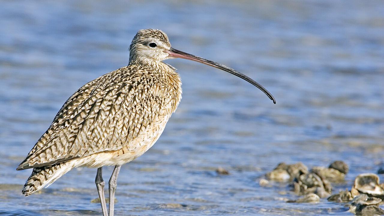 An Eastern Curlew SUPPLIED