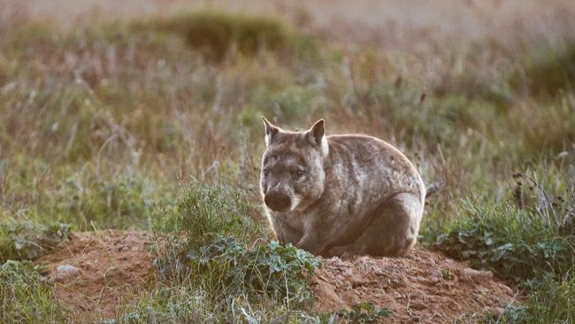 Southern hairy-nosed wombat among the shrub in Dakalanta Wildlife Sanctuary, Eyre Peninsula.