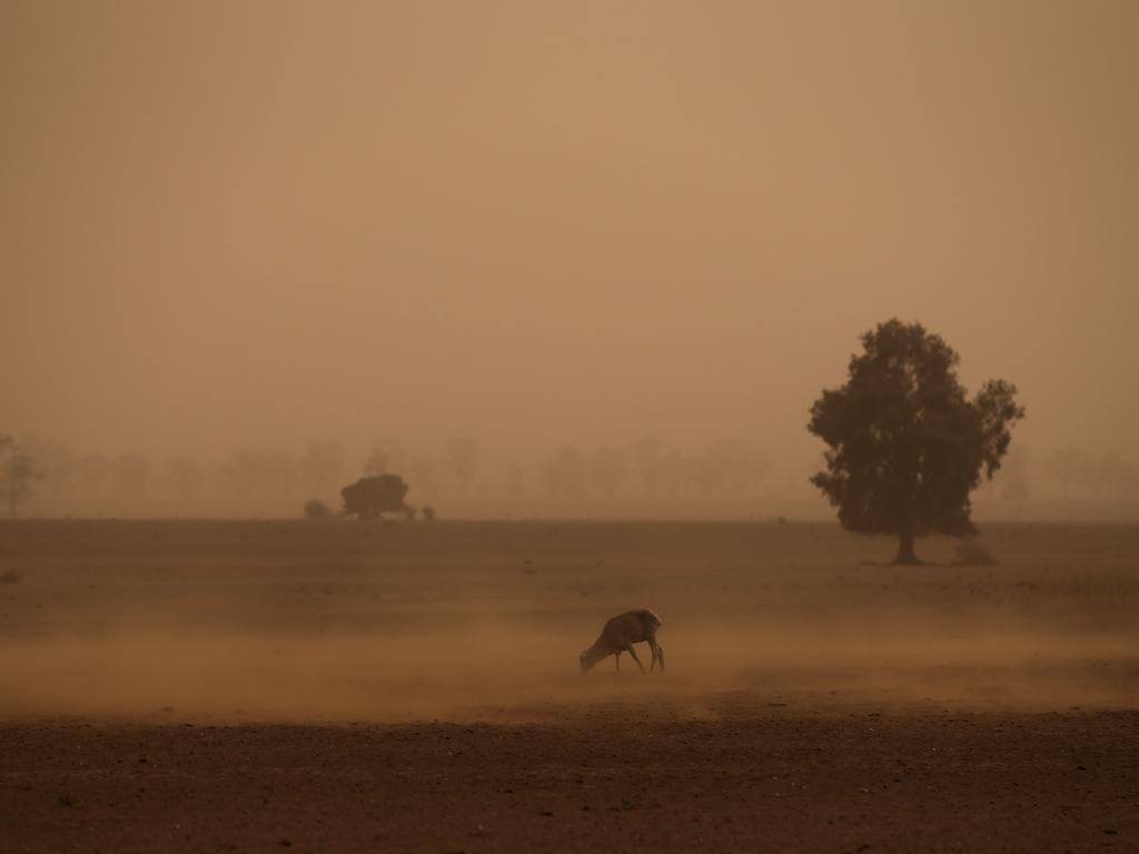 Sheep in a paddock of dirt seen in a dust storm near Collie, north of Dubbo, which is currently seeing one of the worst droughts on record. Picture: Dylan Robinson