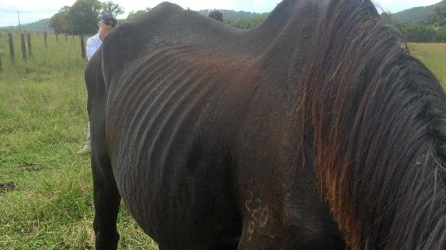 Currimundi horse trainer Graham Robert Pollock has been found guilty of animal cruelty and neglect. Picture: Contributed