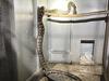 ‘How big is that snake?’: Massive python feasts on coast chooks