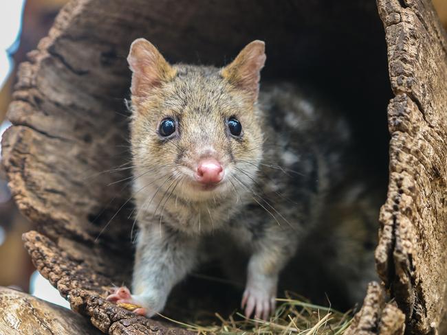 Get up close and personal with some of the cute critters like Walter the Quoll at the Bonorong Wildlife Sanctuary. Picture: SAMANTHA MADELEINE