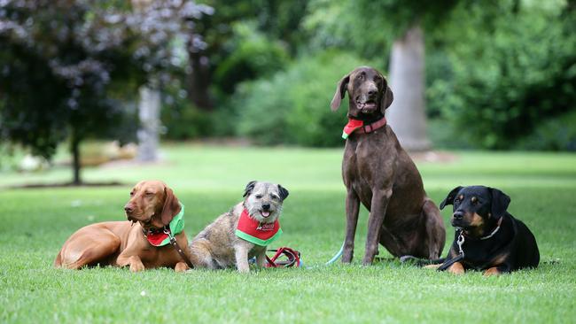 Delta hot sale therapy dogs