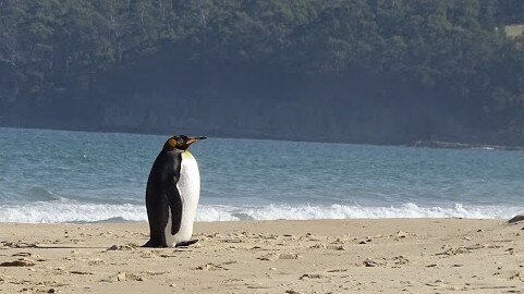 Tasmanians have this summer been spotting king penguins, usually found 1500km away on sub-Antarctic Macquarie Island. Picture: Colin Davies