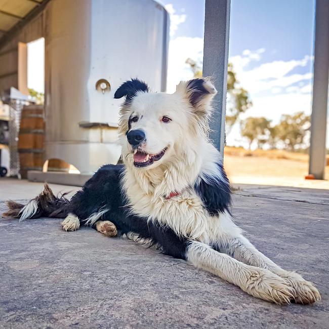 Bandit from Fernfield Wines. Picture: Supplied