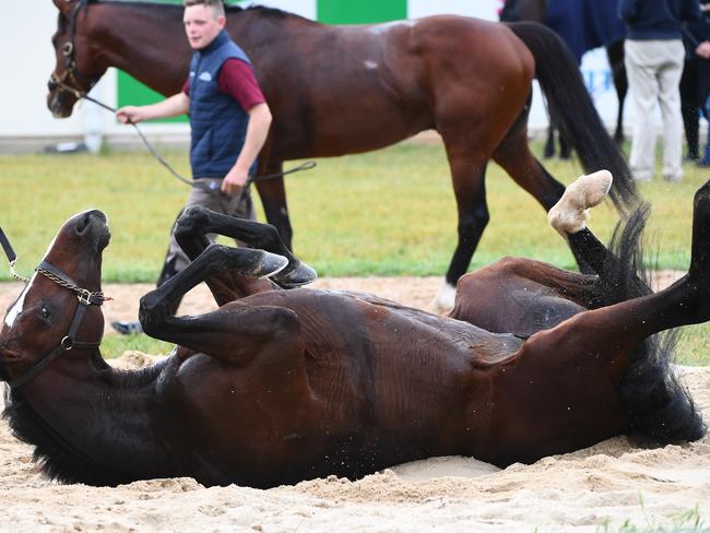 Southern France in the sand roll after a trackwork session at Werribee yesterday. Picture: Vince Caligiuri/AAP