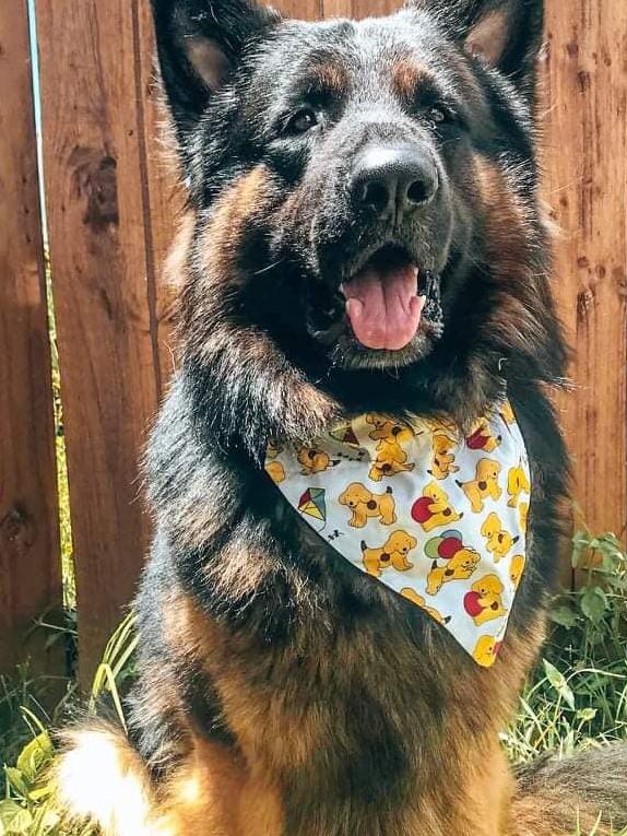 Jager from Hope Island. He is the happiest boy you will meet & also came into my life when I needed a dog the most