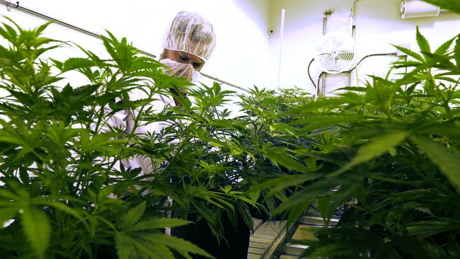 Medicinal cannabis exports, Australia: Greg Hunt gives approval | The ...