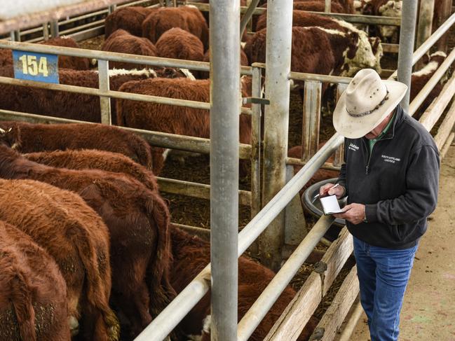 Cattle prices surge another 20c-30c at Leongatha