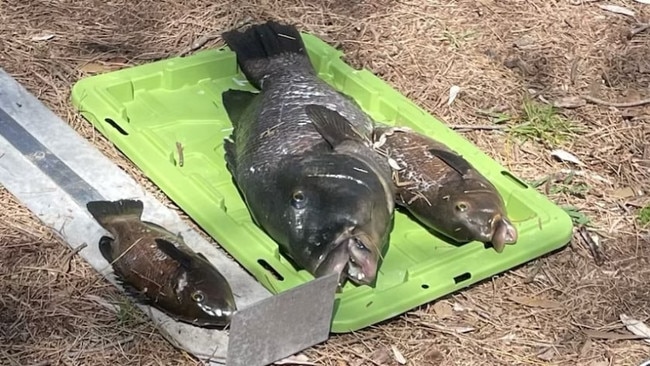 The three speared female blue gropers. Picture: ABC (Lara Boag)