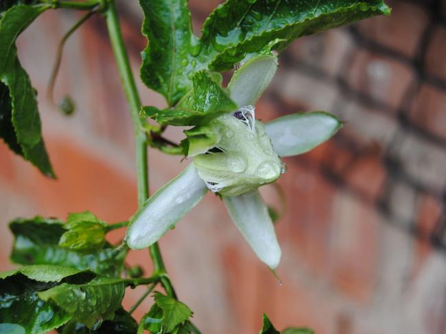 Passionfruit flower. Picture: Alamy