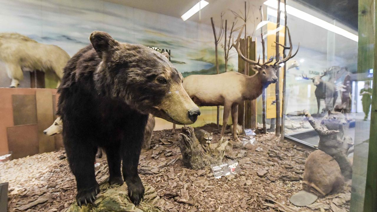 An exhibit at the SA Museum. Picture: Roy VanDerVegt