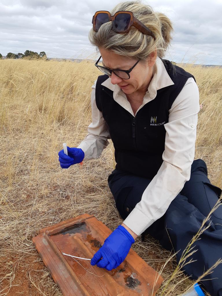 Conservation measures are underway to save the critically endangered lizard, including environmental DNA sampling. Picture: Museums Victoria Research Institute