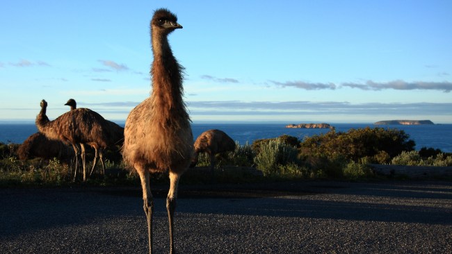 <h2>10. Emus: Pondalowie Bay, SA</h2><p>Ever seen an emu get barrelled? Follow the boardwalk to Pondalowie Bay in <a href="https://southaustralia.com/destinations/yorke-peninsula/places/innes-national-park" target="_blank" rel="noopener">Dhilba Guuranda-Innes National Park</a> &ndash; about four hours&rsquo; drive from Adelaide &ndash; and you may just find yourself sharing the waves with the adventurous native birds. They may not be able to fly, but they don&rsquo;t mind popping into the shorebreak for a dip. This 4km stretch of sand feels deserted, even at the height of summer, and the reef break is also a popular spot for human surfers with two unpowered campgrounds tucked into the mallee scrub.&nbsp;</p><p>Picture: Lewis Brown</p><p><strong>See also:&nbsp;</strong></p><p><a href="https://www.escape.com.au/top-lists/top-10-wildlife-tours-to-see-australian-animals/image-gallery/bb30bf2586d5add059044f9ae14edba0">Top 10 Australian wildlife tours</a></p><p><a href="https://www.escape.com.au/travel-advice/5-tips-to-make-aussie-wildlife-memories-that-will-last-forever/image-gallery/cb1ca0a398072a600cb1a4a2db3ee18e">5 tips to make Aussie wildlife memories that will last forever</a></p><p><a href="https://www.escape.com.au/destinations/australia/the-perfect-shot-best-places-to-photograph-australias-wacky-wildlife-and-epic-landscapes/news-story/9d179fd680298c6fb514820abb349885">Best places in Australia for wildlife and nature photography</a></p>