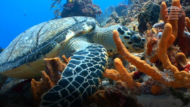 The invisible threat to the Great Barrier Reef