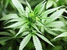 A RETIRED Gympie region man claimed he grew 11 marijuana plants at his Glenwood home "for research purposes".