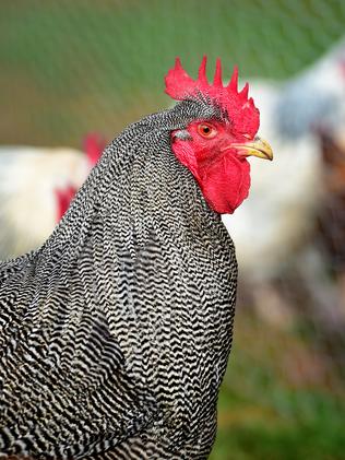 How to control parasites in chickens | The Weekly Times