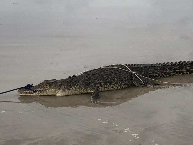 Croc captured off popular Darwin dog-walking beach