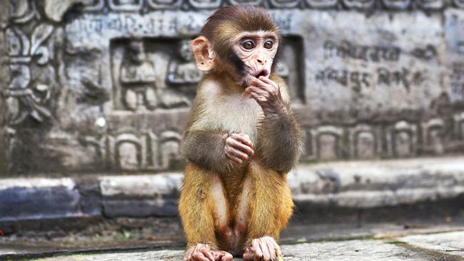 Monkeys lived longer when they were put on a calories restricted diet. Picture: Istock