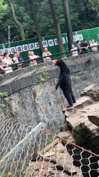 Zoo denies their bear is a human wearing a bear costume