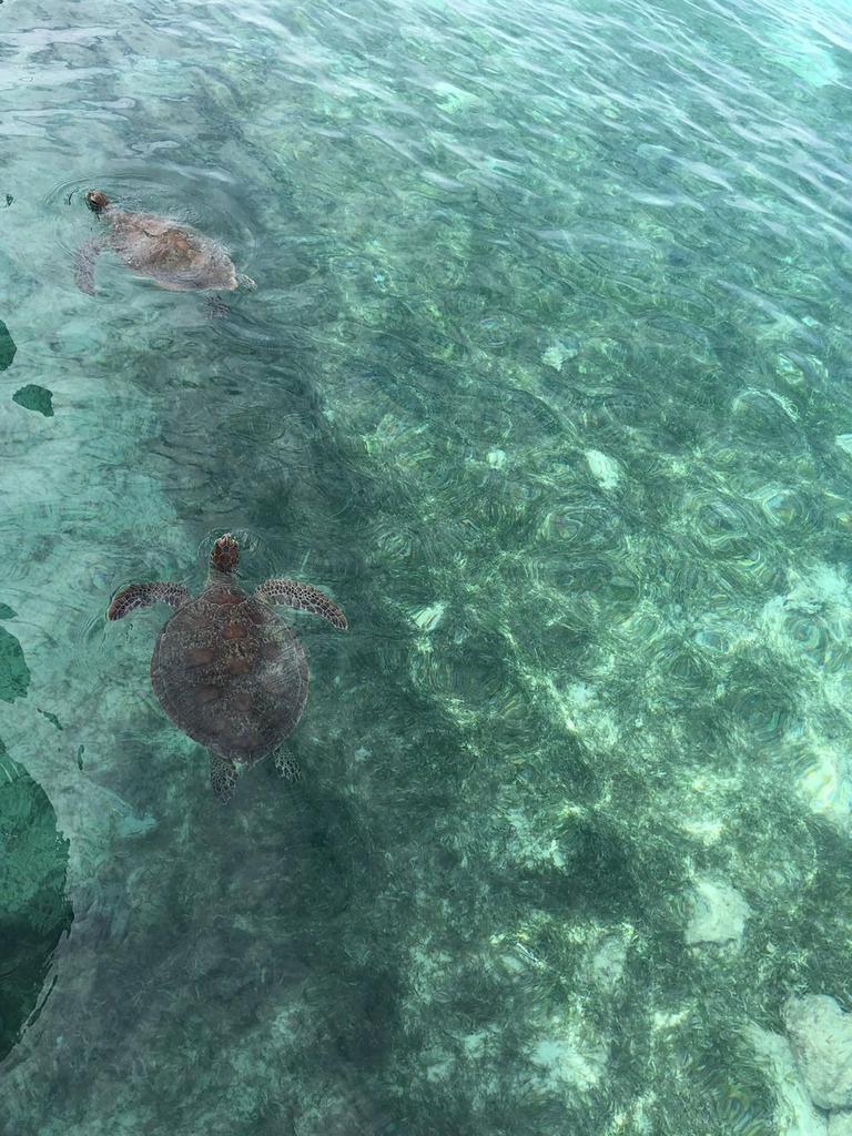 Sea turtles at Amedee Island in New Caledonia. Picture: Mercedes Maguire