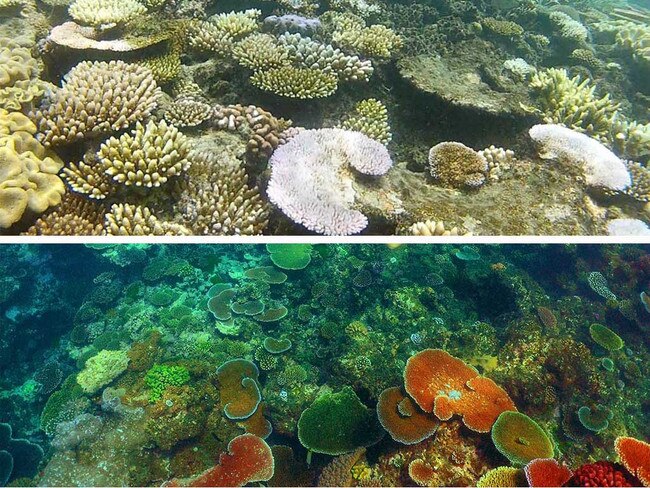 Reef before and after pic