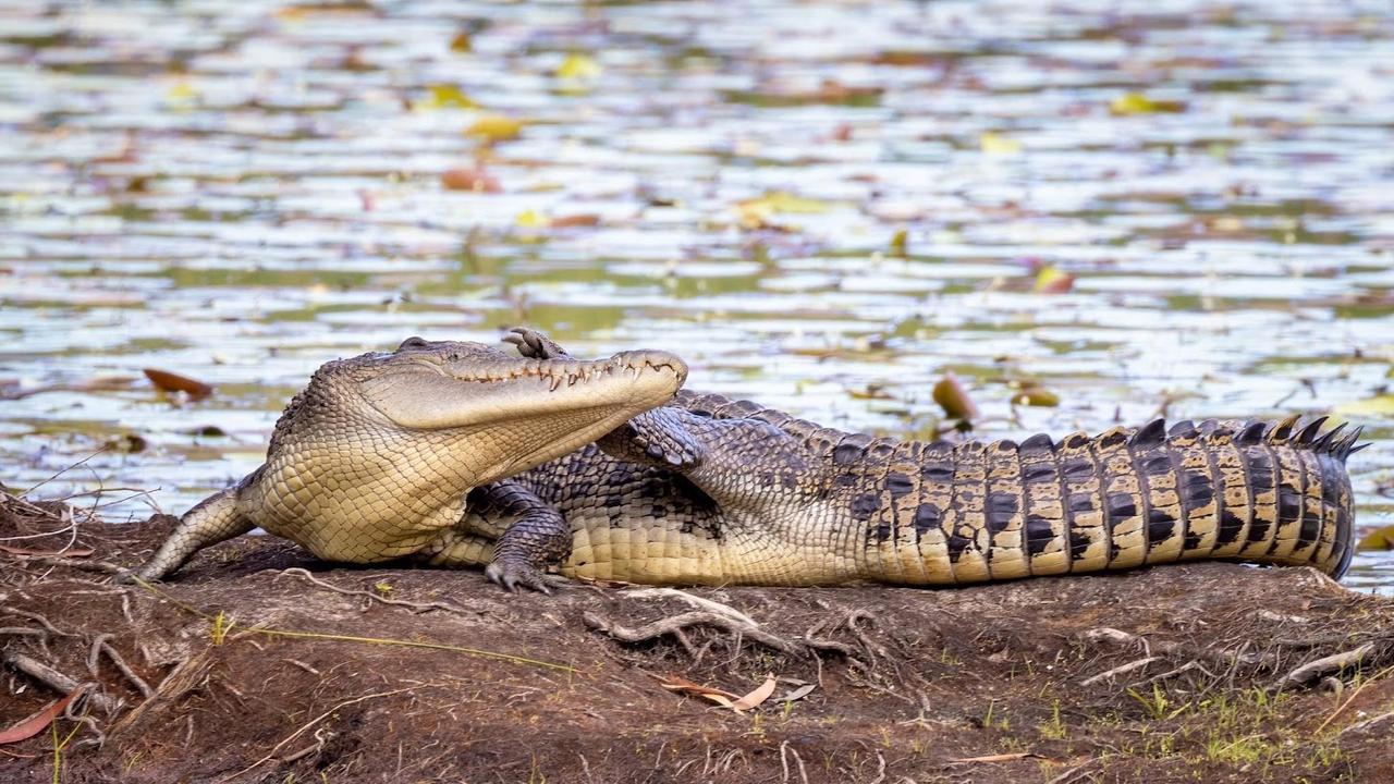 Croc sightings at Holloways Beach, Lilly Creek, Kamerunga and Cattana  Wetlands | The Cairns Post