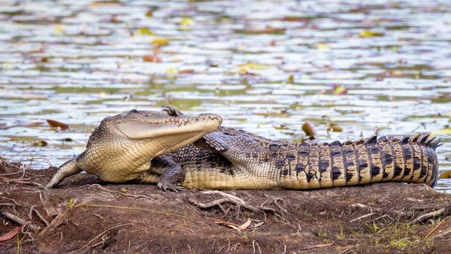 This approximately 2.5 metre Saltwater crocodile was snapped Scratching an itch at Cattana wetlands by photographer Jon Westaway