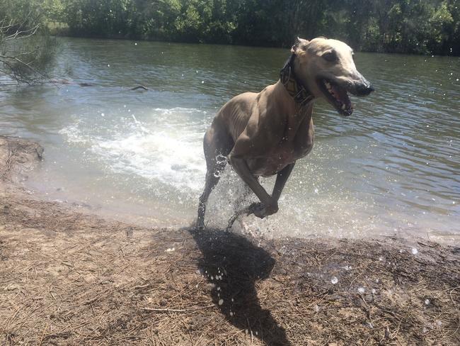 Gracey greyhound enjoys a run at Eddie Kornhauser Recreational Reserve at Tallebudgera at the off-leash dog island. Picture: Amanda Robbemond