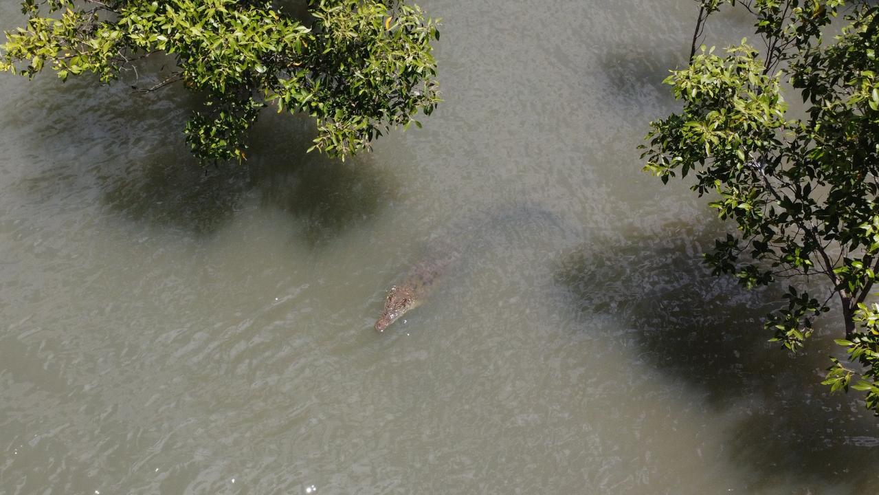On December 18, QPWS received a report of another crocodile sighting near the Coorooman Creek boat ramp near Zilzie.