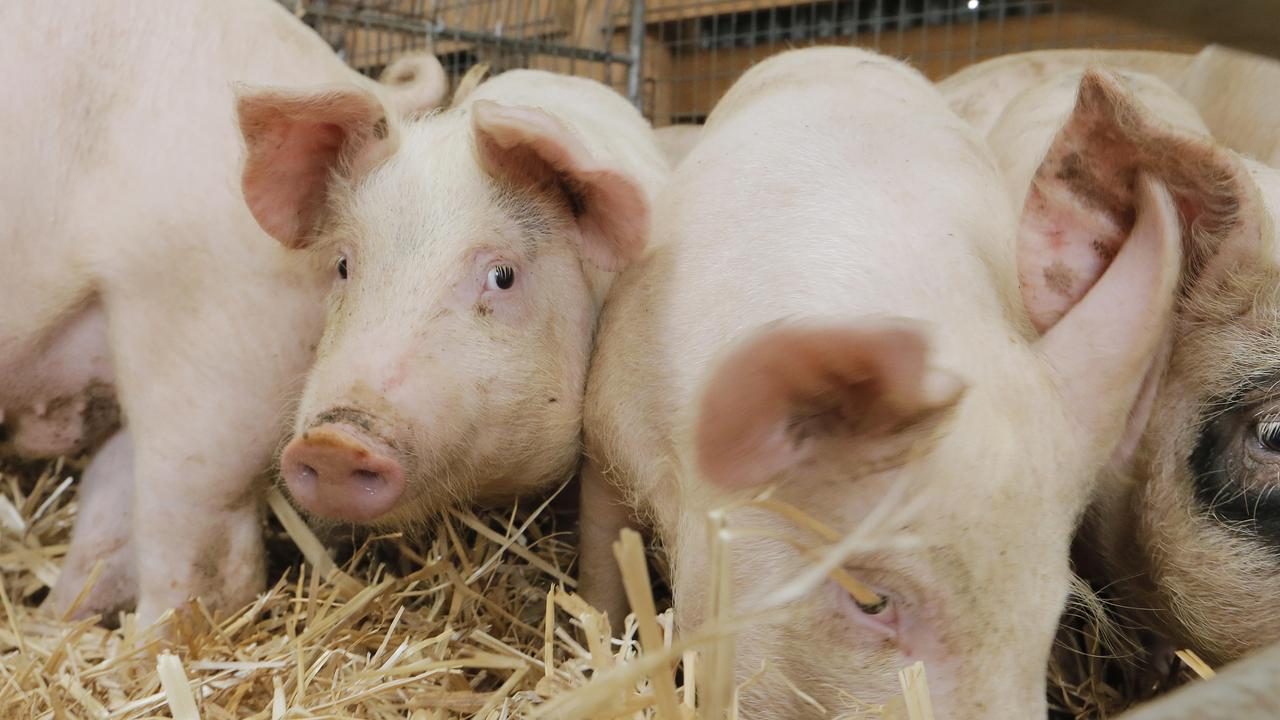 Anatara finally gets clearance from Australian regulator for pig ...