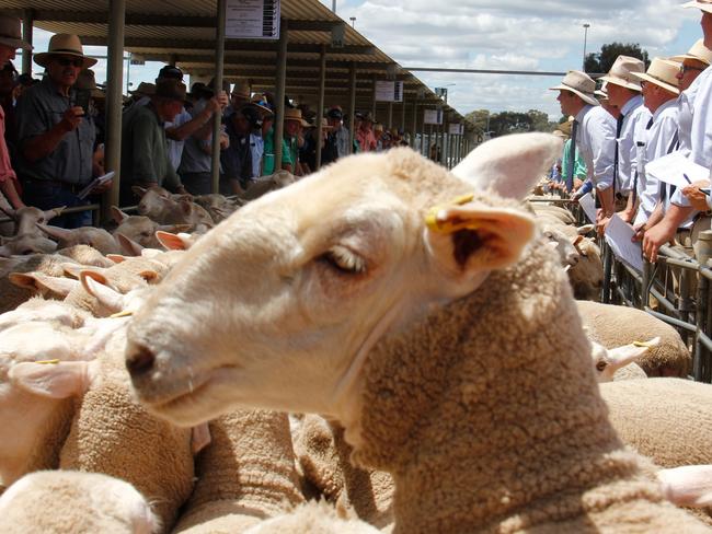 Ewe price record falls again