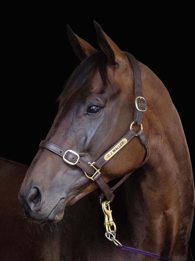 Portrait of an ideal racehorse: Winx combines the speed and grace of her dam, the stamina and grit of her sire, and something else all her own. Picture: Sharon Lee Chapman